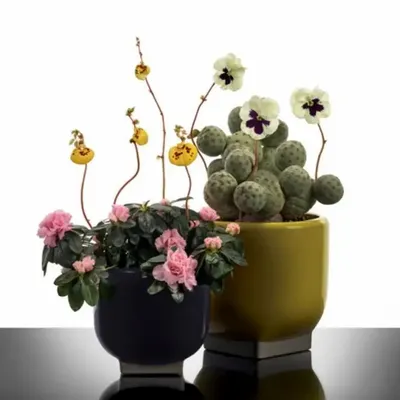 Floral decoration - Rosamar by Kris Van Assche - SERAX