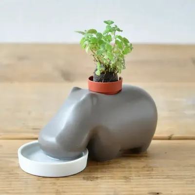 Gifts - Hippoplant - NOTED