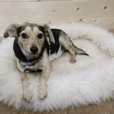 Objets de décoration - Lit Mérinos en peau de mouton pour chiens et chats — B2B - PROVELLUS SHEEPSKIN PRODUCER