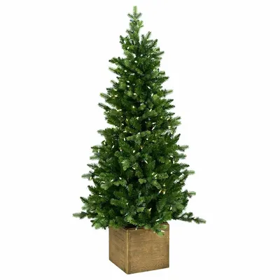 Aménagements pour bureau - NORFOLK — Magnifique arbre d'entrée avec lumières en pot - VAN DER GUCHT, SINCE 1870