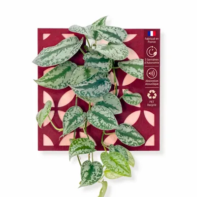 Solutions acoustiques - Tableau végétal design - plantes vivantes - Retro rouge 40x40 - ARTENA VEGETAL