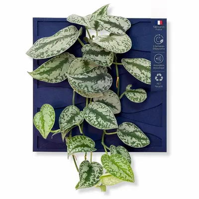 Solutions acoustiques - Tableau végétal design - plantes vivantes - WAVE 40x40 - ARTENA VEGETAL