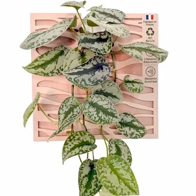 Objets de décoration - Tableau végétal design - plantes vivantes - Sand 40x40 - ARTENA VEGETAL