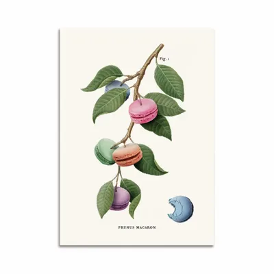 Card shop - Art-Card - Macaron plant - Jonas Loose - WALL EDITIONS
