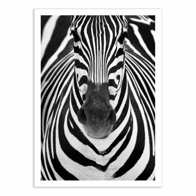Affiches - Affiche - Zebra Face - Juan Duran - WALL EDITIONS