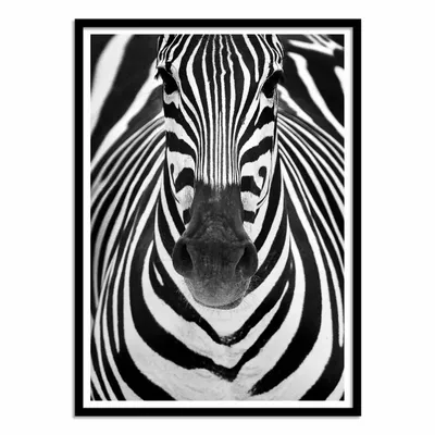 Affiches - Affiche - Zebra Face - Juan Duran - WALL EDITIONS