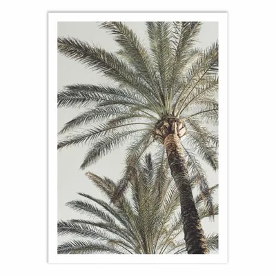 Poster - Art-Poster - Palm_005 - Pictufy Studio III - WALL EDITIONS