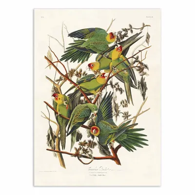 Affiches - Affiche - Carolina Parrot From Birds of America (1827) - John James Audubon - WALL EDITIONS