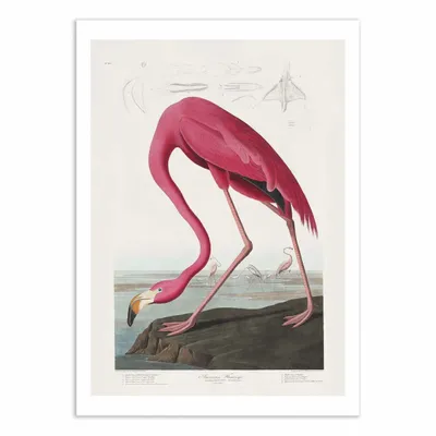 Poster - Art-Poster - Pink Flamingo From Birds of America 1827 - Pictufy - WALL EDITIONS