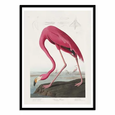Poster - Art-Poster - Pink Flamingo From Birds of America 1827 - Pictufy - WALL EDITIONS