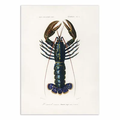 Affiches - Affiche - Crimson Crawfish - Charles Dessalines D - WALL EDITIONS