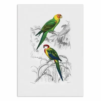 Affiches - Affiche - Birds - Charles Dessalines - WALL EDITIONS