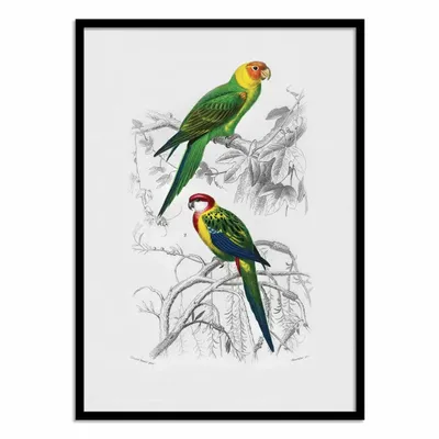 Affiches - Affiche - Birds - Charles Dessalines - WALL EDITIONS