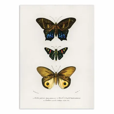 Affiches - Affiche - Different Types of Butterflies - Charles Dessalines - WALL EDITIONS