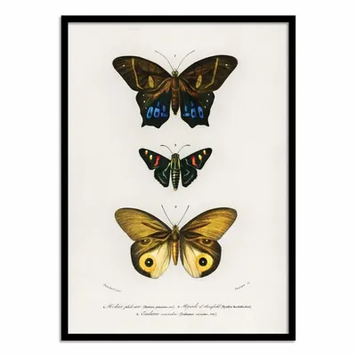 Affiches - Affiche - Different Types of Butterflies - Charles Dessalines - WALL EDITIONS
