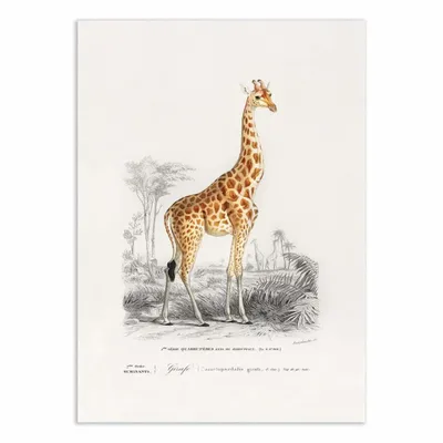 Affiches - Affiche - Giraffe - Charles Dessalines - WALL EDITIONS