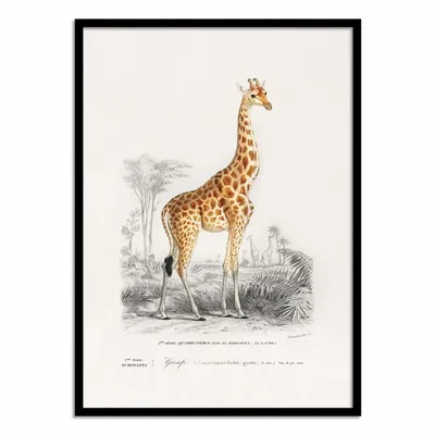 Affiches - Affiche - Giraffe - Charles Dessalines - WALL EDITIONS