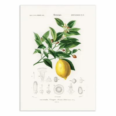 Affiches - Affiche - Lemon (citrus Limonium) - Charles Dessalines D - WALL EDITIONS