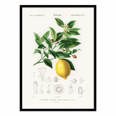 Affiches - Affiche - Lemon (citrus Limonium) - Charles Dessalines D - WALL EDITIONS