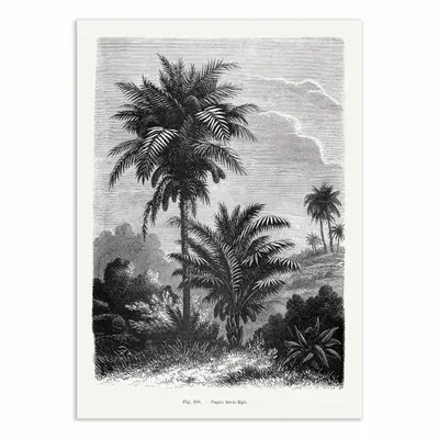 Affiches - Affiche - Vintage Palm Tree Drawing V - Les Palmiers Histoire - WALL EDITIONS