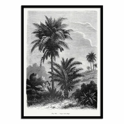 Affiches - Affiche - Vintage Palm Tree Drawing V - Les Palmiers Histoire - WALL EDITIONS