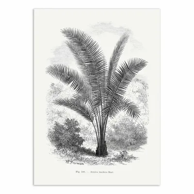 Poster - Art-Poster - Vintage Palm Tree Drawing Vii - Les Palmiers Histoire - WALL EDITIONS