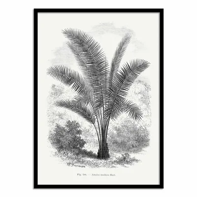 Poster - Art-Poster - Vintage Palm Tree Drawing Vii - Les Palmiers Histoire - WALL EDITIONS