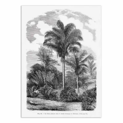 Affiches - Affiche - Vintage Palm Tree Drawing Vi - Les Palmiers Histoire - WALL EDITIONS