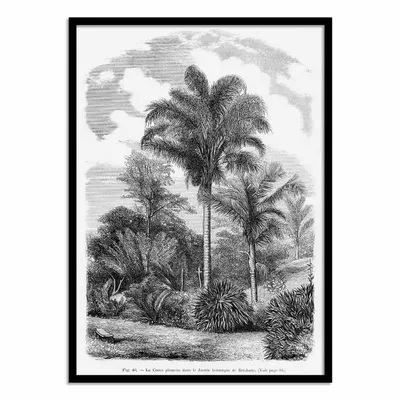Affiches - Affiche - Vintage Palm Tree Drawing Vi - Les Palmiers Histoire - WALL EDITIONS