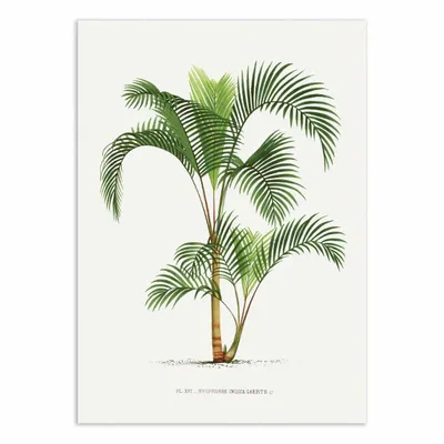 Affiches - Affiche - Hyophorbe - Les Palmiers Histoire - WALL EDITIONS