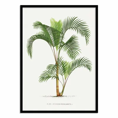 Affiches - Affiche - Hyophorbe - Les Palmiers Histoire - WALL EDITIONS
