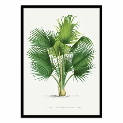 Affiches - Affiche - Thrinax V2 - Les Palmiers Histoire - WALL EDITIONS