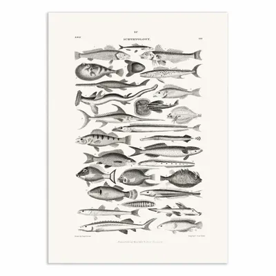 Poster - Art-Poster - Sealife I - Oliver Goldsmith - WALL EDITIONS