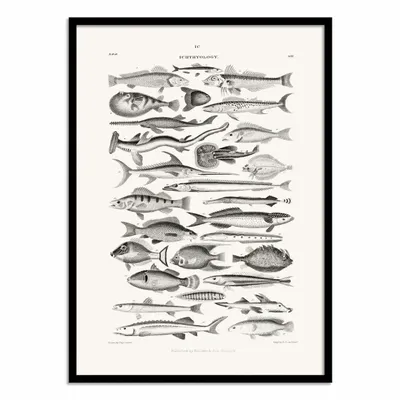 Poster - Art-Poster - Sealife I - Oliver Goldsmith - WALL EDITIONS