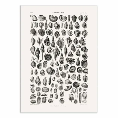 Affiches - Affiche - Sealife III - Oliver Goldsmith - WALL EDITIONS
