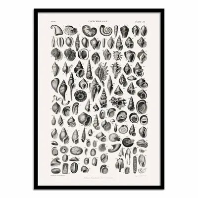 Affiches - Affiche - Sealife III - Oliver Goldsmith - WALL EDITIONS