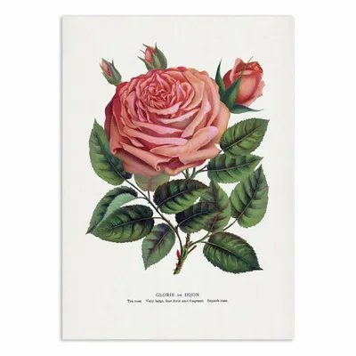 Affiches - Affiche - Pink Rose, Glorie De Dijon Lithograph - Botanical Specimen Rochester - WALL EDITIONS