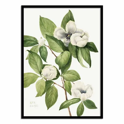 Affiches - Affiche - Virginia Stewartia (1925) - Mary Vaux Walcott - WALL EDITIONS