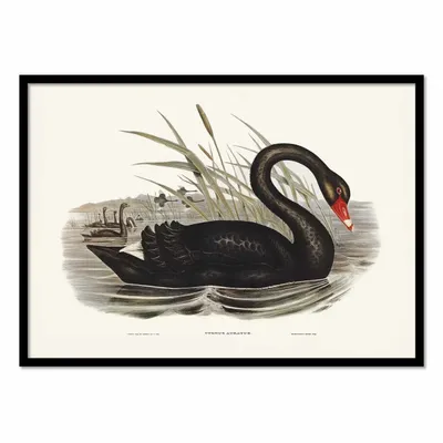Affiches - Affiche - Black Swan - Elizabeth and John - WALL EDITIONS