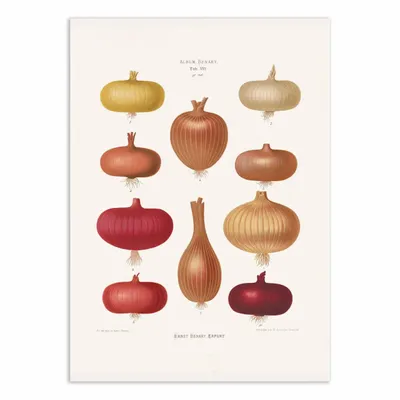 Poster - Art-Poster - Onions 2 (1876) By Ernst Benary - WALL EDITIONS
