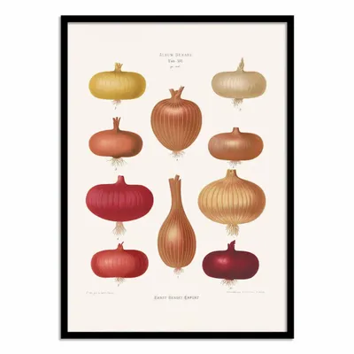 Poster - Art-Poster - Onions 2 (1876) By Ernst Benary - WALL EDITIONS