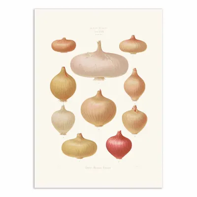 Poster - Art-Poster - Onions (1876) By Ernst Benary - WALL EDITIONS