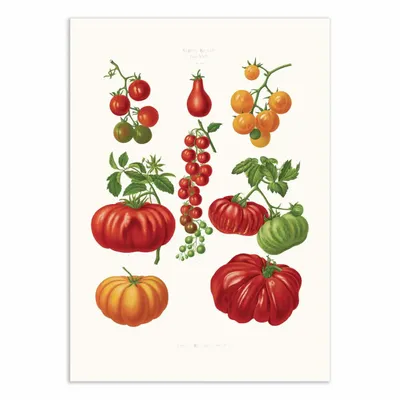 Poster - Art-Poster - Tomatoes (1876) By Ernst Benary - WALL EDITIONS