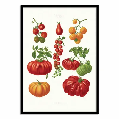 Poster - Art-Poster - Tomatoes (1876) By Ernst Benary - WALL EDITIONS