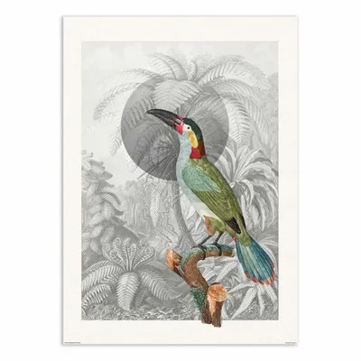 Poster - Art-Poster - Colorful Tropical Bird - Wild Violets - WALL EDITIONS