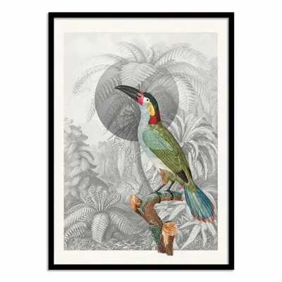 Poster - Art-Poster - Colorful Tropical Bird - Wild Violets - WALL EDITIONS