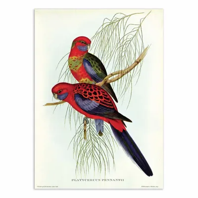 Poster - Art-Poster - Platycercus Pennantil - John Gould - WALL EDITIONS