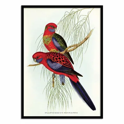 Poster - Art-Poster - Platycercus Pennantil - John Gould - WALL EDITIONS
