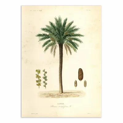 Affiches - Affiche - Date Palm Tree - Louis Joseph Maubert - WALL EDITIONS
