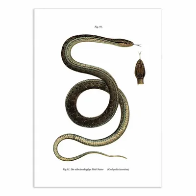 Affiches - Affiche - Montpellier Snake - WALL EDITIONS
